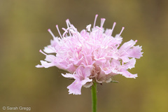 Lomelosia crenata pseudisetensis