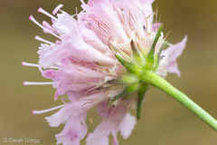 Lomelosia crenata pseudisetensis