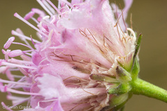 Lomelosia crenata pseudisetensis