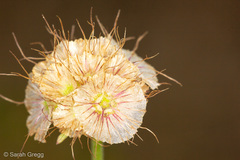 Lomelosia crenata pseudisetensis