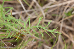 Lomelosia crenata pseudisetensis