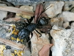 Camponotus saxatilis
