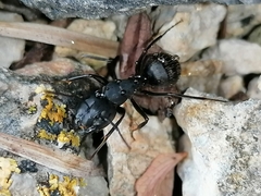Camponotus saxatilis