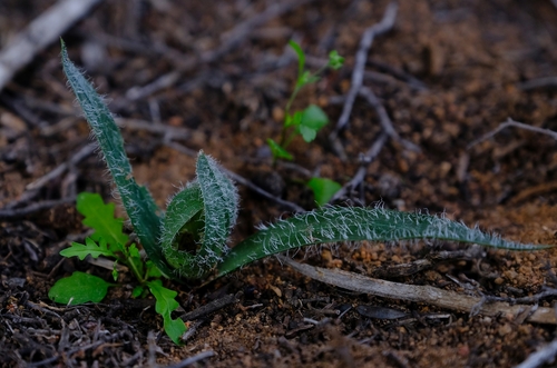 Androcymbium villosum