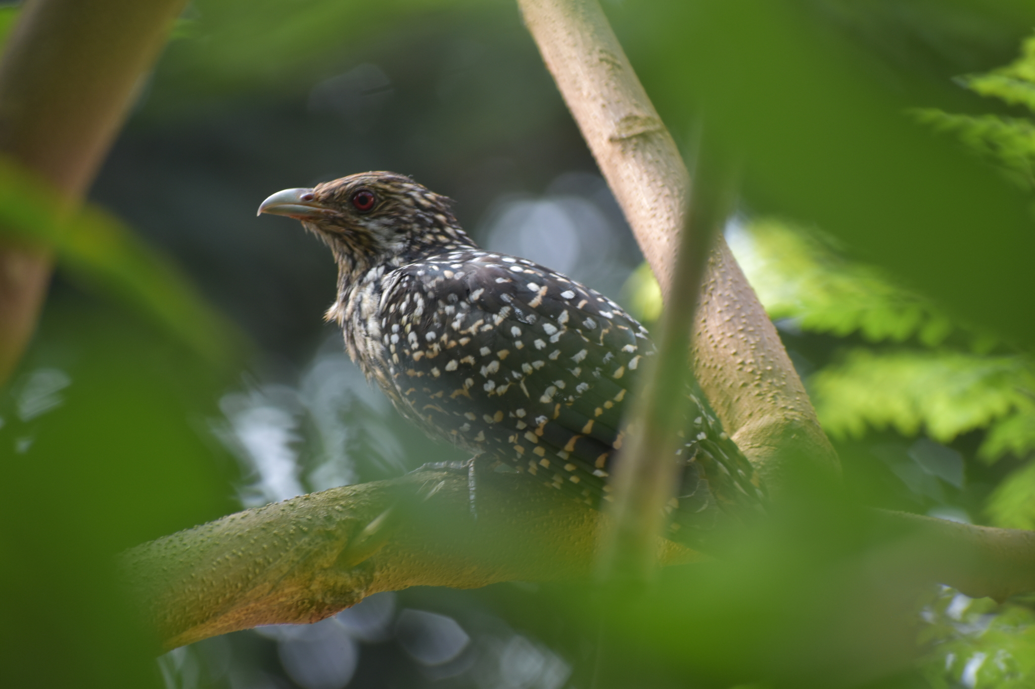 Asian Koel