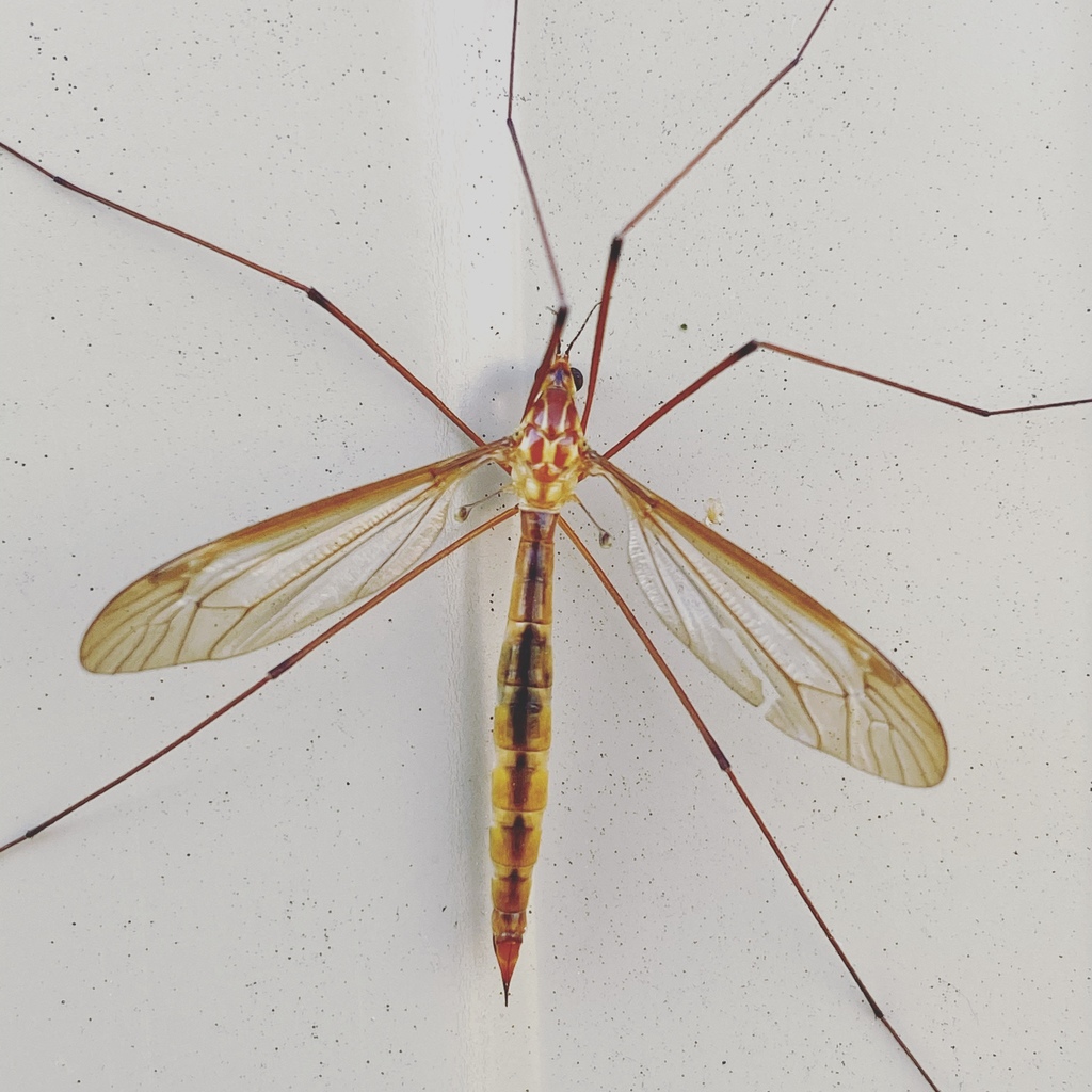 What is deals a crane fly