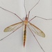 Large Crane Flies - Photo (c) whrenwraith, some rights reserved (CC BY-NC)