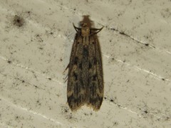 Martyringa ravicapitis