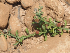 Sphaeranthus africanus