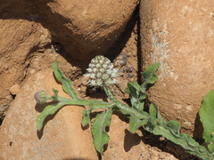 Sphaeranthus africanus