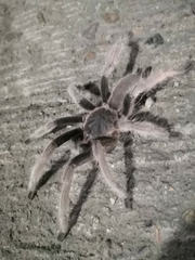 Selenocosmiinae