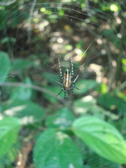 Alpaida grayi