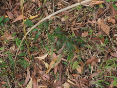 Andrographis paniculata