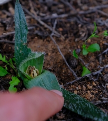 Colchicum villosum