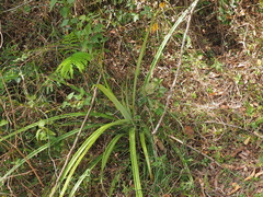 Ananas comosus