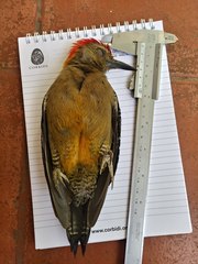 Melanerpes aurifrons