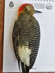 Melanerpes aurifrons