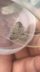 Caradrina kadenii