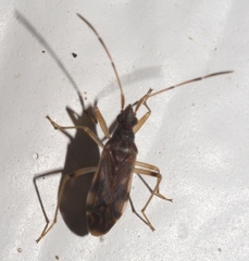 Ozophora salsaverdeae