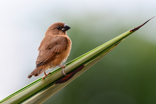 Scaly-breasted Munia, photo 8 of 9
