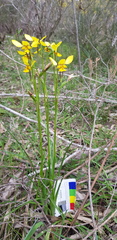 Diuris × palachila