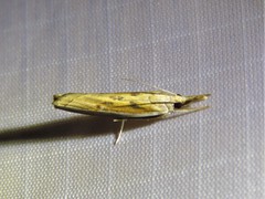 Fissicrambus profanellus