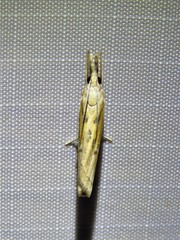 Fissicrambus profanellus