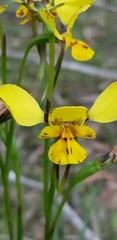 Diuris × palachila