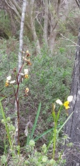 Diuris × palachila