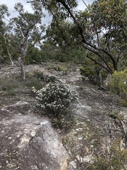 Epacris rigida