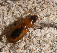 Stenolophus dissimilis