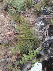 Ephedra equisetina