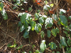 Monsteroideae