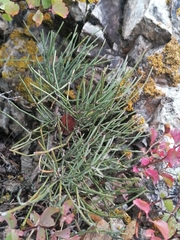 Ephedra equisetina