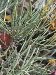 Ephedra equisetina