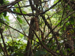 Canavalia ensiformis