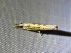 Fissicrambus profanellus