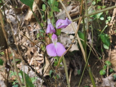 Canavalia ensiformis