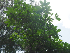 Alstonia scholaris