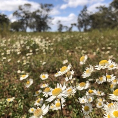 Rhodanthe anthemoides