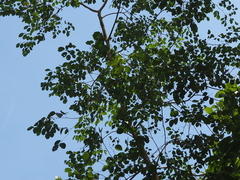 Dalbergia latifolia