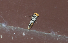 Moerarchis clathrata