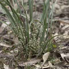 Lomandra multiflora dura