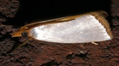 Argyria nummulalis