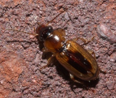 Stenolophus dissimilis