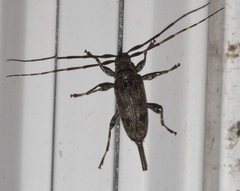 Graphisurus despectus