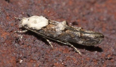 Mompha murtfeldtella
