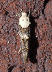 Mompha murtfeldtella