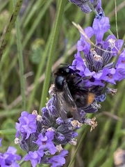 Bombus lapidarius