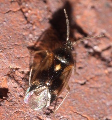 Eurychilopterella